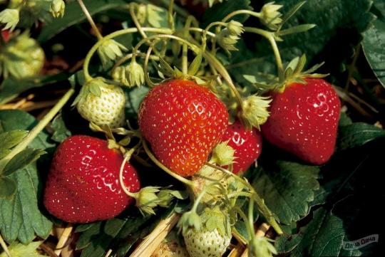 Клубника "МАРА де БУА" (6 шт.)