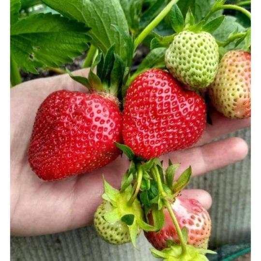 Клубника "ДЖОЛИ" (6 шт.)