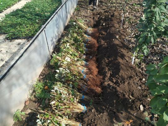 Малина "МАРАВИЛЛА"